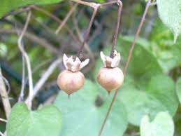 Image result for Ipomoea obscura