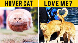 Perfectly Timed Cat Photos Taken At The Right Moment Studio90tv Cat Photo Hover Cat Cats