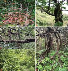 Image result for Hiptage