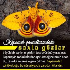 Mohtəsəm Yaradilis Numunəsi Animals Insects Moth