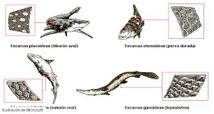 Coloca la piel en el tacho, empujándola hacia abajo con el palo para asegurarte de que esté completamente cubierta por el líquido. Phylum Cordados Caracteristicas Diagnosticas Anatomia Comparada Y Clasificacion Sistematica Monografias Com