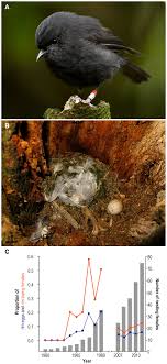 Robin black is the author of life drawing (3.68 avg rating, 3797 ratings, 756 reviews, published 2014), if i loved you, i would tell you this (3.77 avg r. An Adult Black Robin Petroica Traversi A Black Robin Nest Download Scientific Diagram