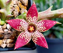 Image result for Orbea knobelii