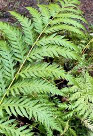 Image result for Swertia fimbriata