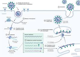 These are proteins that circulate. Coronavirus Vaccine Development From Sars And Mers To Covid 19 Journal Of Biomedical Science Full Text