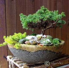 Check spelling or type a new query. Garden Design Ideas Succulents Plants Bonsai Plants
