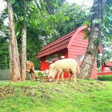 Maybe you would like to learn more about one of these? Destinasi Wisata Akbar Zoo Banyuwangi Miniatur Jatim Park Nya Banyuwangi Trip Banyuwangi Paket Wisata Banyuwangi Open Trip Ijen