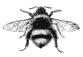 They occur over much of the world but are most common in temperate climates. 15 Bee Images Honey And Bumble Bee Images Bee Illustration Stock Images Free