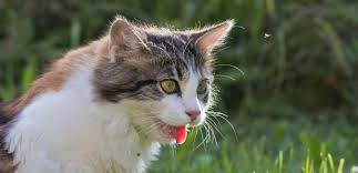 Meine Katze Rochelt Ist Das Gefahrlich Tiermedizin Dr Gumpert