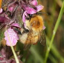 Image result for Bombus pascuorum gotlandicus