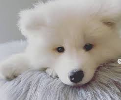 If you're looking for fluffy dog names, you will find that there are numerous ways to describe the fluffiness of your pet. Cuteness Overload These Adorable Puppy Pics Will Make Your Heart Melt It S Rosy
