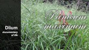 Image result for Panicum deustum