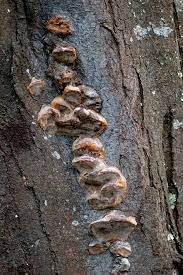 Image result for Phellinus pomaceus