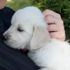 pin by michal patora on psiury golden retriever s golden retriever mom golden retriever