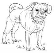 The most common colors are fawn (tan) with a black mask and a black nose. Pin On Pintar