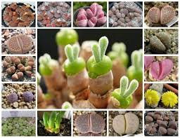 Though many gardeners grow cactus from seeds we recommend cuttings as the. Living Stones Seed Lithops Species Mix Growing Cactus Succulent Is Fun And Rewarding Perennial Caribbeangardenseed