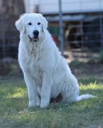 Are maremma sheepdogs good watchdogs? Maremmas An Effective Solution For Keeping The Herd Safe The Land Nsw