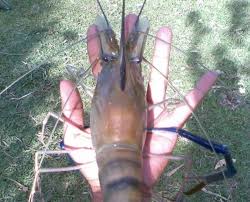 Terdapat 2 definisi 'udang galah' di kamus besar bahasa indonesia (kbbi). Udang Galah Besar