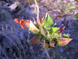 Image result for Petalidium bracteatum