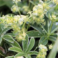 Image result for Alchemilla johnstonii