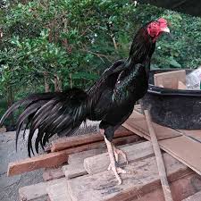 Ada pertengkaran tentang pertarungan sabung ayam yang menyebabkan penembakan, situs web kementerian keamanan publik vietnam melaporkan. 87 Gambar Ayam Vietnam Aduan Kekinian Infobaru
