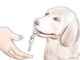 How To Train Your Service Dog Without A Professional Trainer Service Dogs Dog Care Tips Dog Training Obedience