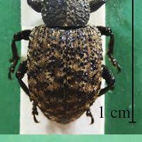 Image result for Plinthus