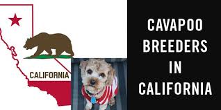 3 year health guarantee, refundable deposit, reasonable rates, and a lo. Cavapoo Breeders In California Cavapoo World