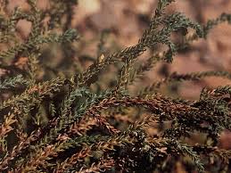 Image result for Siphonochilus parvus