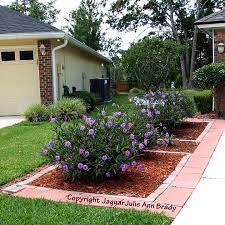 Maybe you would like to learn more about one of these? Mexican Petunia They Grow Wild And Propagate Very Quickly But Very Low Maintenance And You Can Tr Backyard Landscaping Designs Backyard Garden Mexican Garden