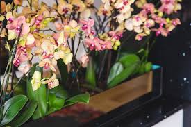 How to keep flowers alive indoors. 6 Simple Ways To Keep Orchids Alive And Growing Indoors Happysprout