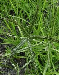 Image result for Eleusine africana