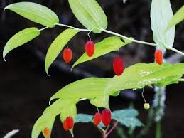 Image result for Jasminum streptopus