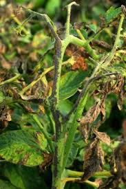 Image result for tomato seedling pseudomonas syringae pv tomato symptoms