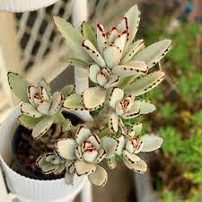 39 Really Beautiful Kalanchoe Varieties Kalanchoe Types Succulents Kalanchoe Tomentosa