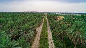 غينيس تسجل واحة الأحساء السعودية كأكبر واحة في العالم صور In 2020 Outdoor Farmland Vineyard