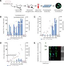 Ini cara daftar ssm mydata untuk beli dan lihat maklumat syarikat lain. Investigating Circulating Tumor Cells And Distant Metastases In Patient Derived Orthotopic Xenograft Models Of Triple Negative Breast Cancer Breast Cancer Research Full Text