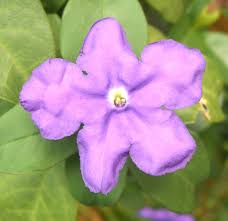 Image result for Brunfelsia pauciflora