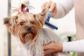Renting a house on air bnb. The 10 Best Dog Groomers Near Me With Prices Reviews