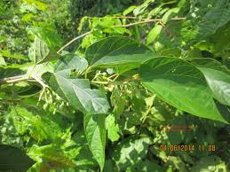 Image result for Alangium chinense
