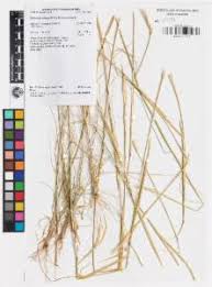 Image result for Elionurus