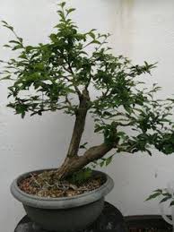 Check spelling or type a new query. Bebuas Taiwan Mini For Bonsai Home Furniture Others On Carousell