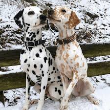 Unlike An Albino Dalmatian Which Lacks All Color And Has Pink Eyes These Lemon Dalmatians Take On A Different Cute Baby Animals Cute Animals Dalmatian Puppy
