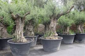 Olives Olivier Jardins Olives