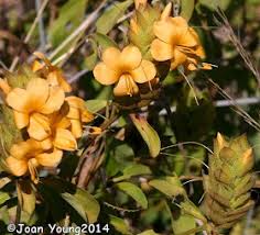 Image result for Barleria crossandriformis