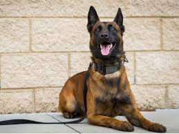 Promotions et nouveautés sur les plus grandes marques pour chien. Comment Des Chercheurs Tentent De Faire Parler Votre Chien Cnet France