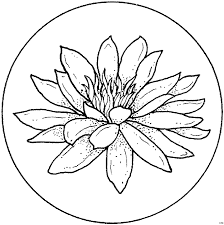Seerose Umkreist Ausmalbild Malvorlage Blumen