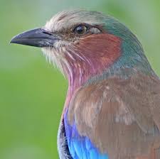 Tokyo Port Wild Bird Park 10 000 Birds Oban Distillery Bee Eater Rare Birds