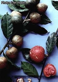 Image result for Pentadiplandra