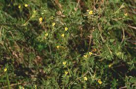 Image result for Stylosanthes fruticosa